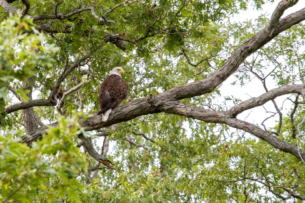 Shoal Creek Conservation area is one of the top 10 things to do in Litchfield.