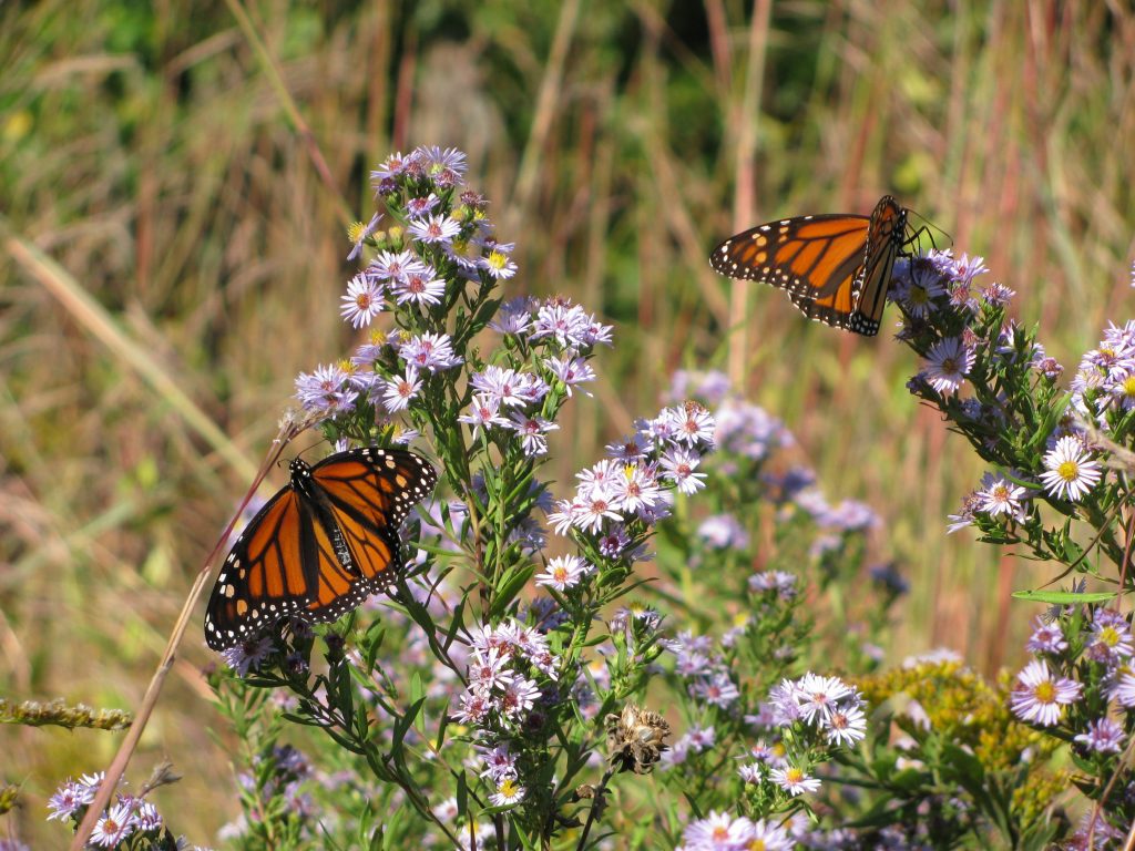 Monarch butterflies on purple flowers.