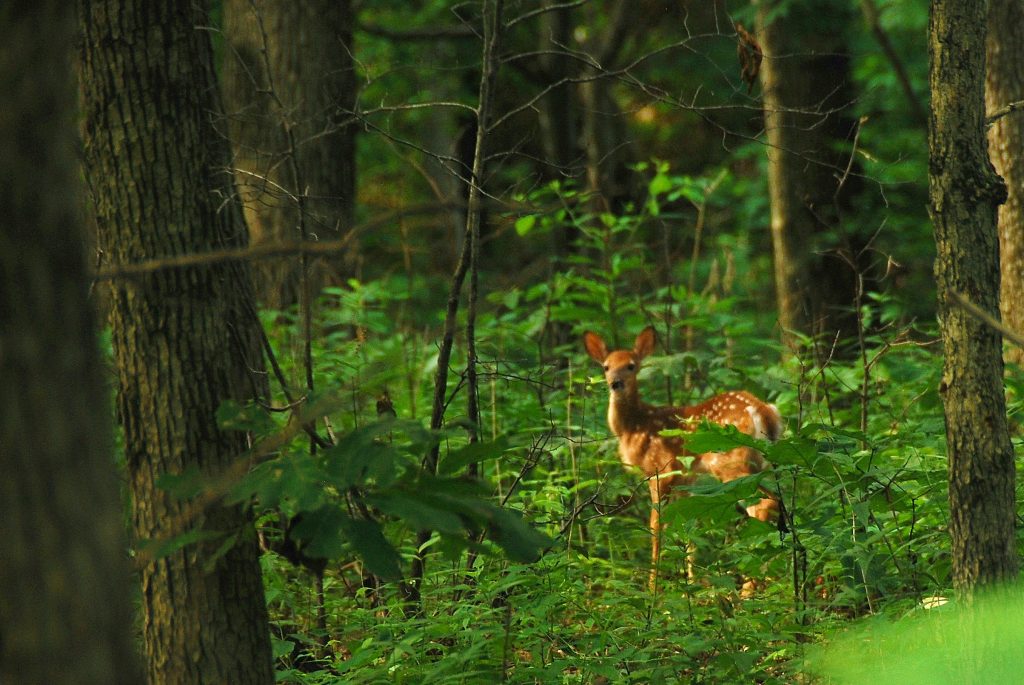 Fawn in the woods.