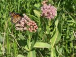Monarchs on Milkweed